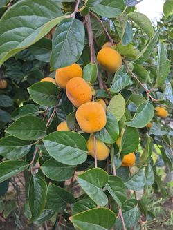 Organic persimmons for sale