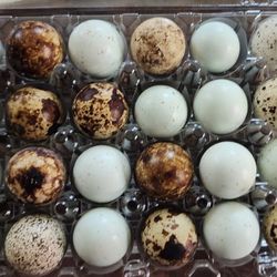 Fresh Quail Eggs 4$dozen 