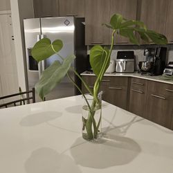 Monstera deliciosa for sale
