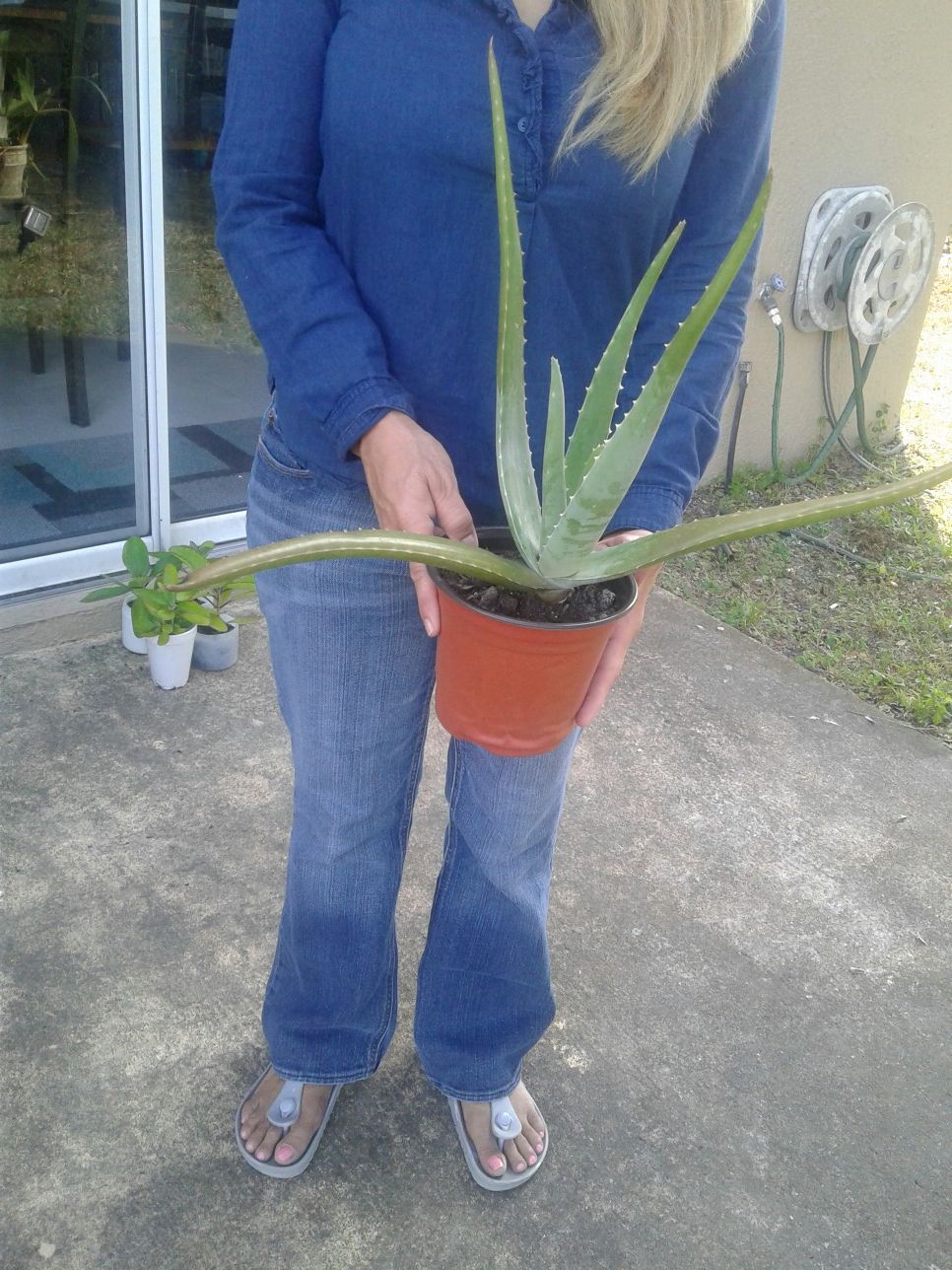 Aloe Vera live plant