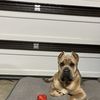Dogslife