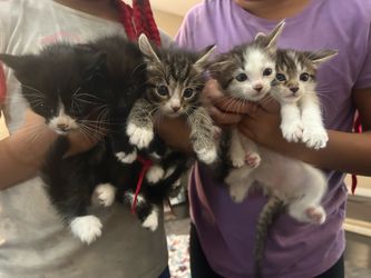 Pet carrier