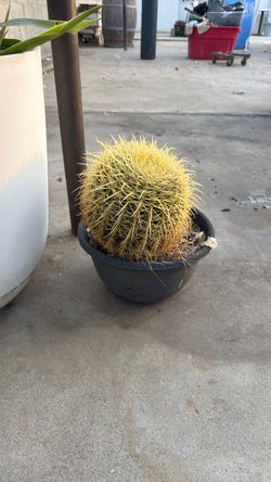 Plants $30