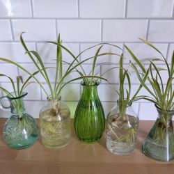 Spider Plants In Vases