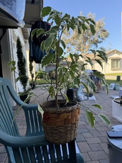 Variegated Ficus Benjamin 