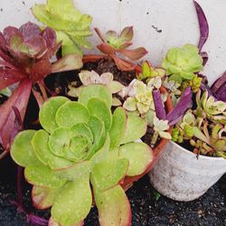 Nice Succulents For Sale
