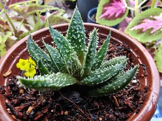 Aloe Tarantula