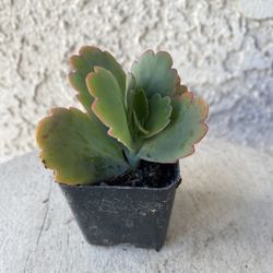 2 Inch Pot Succulent Plant - Kalanchoe Fedtschenkoi - Lavender Scallops - Rooted & Established - Drought Resistant - 🪴 Perfect Baby & Wedding Shower 