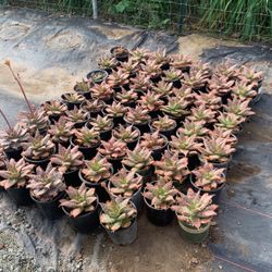 Succulents For Sale 