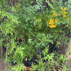 Planta De Esperaza $10.00 Cada Una Estan Grandes 