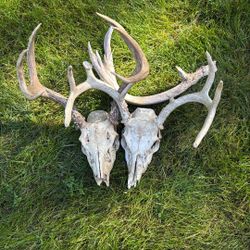 2 Deer Skulls And Horn
