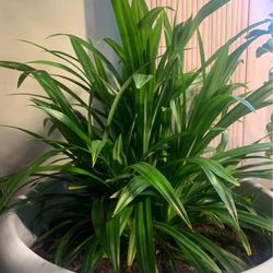 Pandan Plant ( Cây lá dứa)