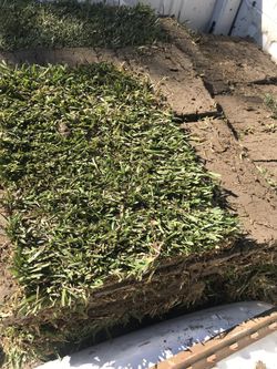 St Augustine grass /sod