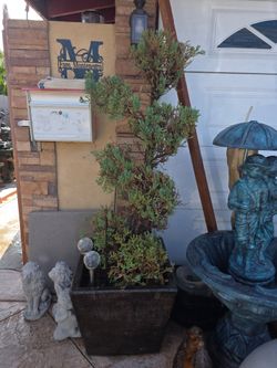 Pots with spiral pine For Sale