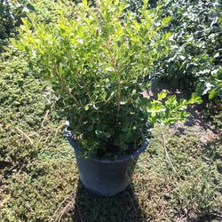 Japonese Boxwood 5gal