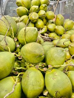 Fresh coconuts .50 each over 1000QTY available