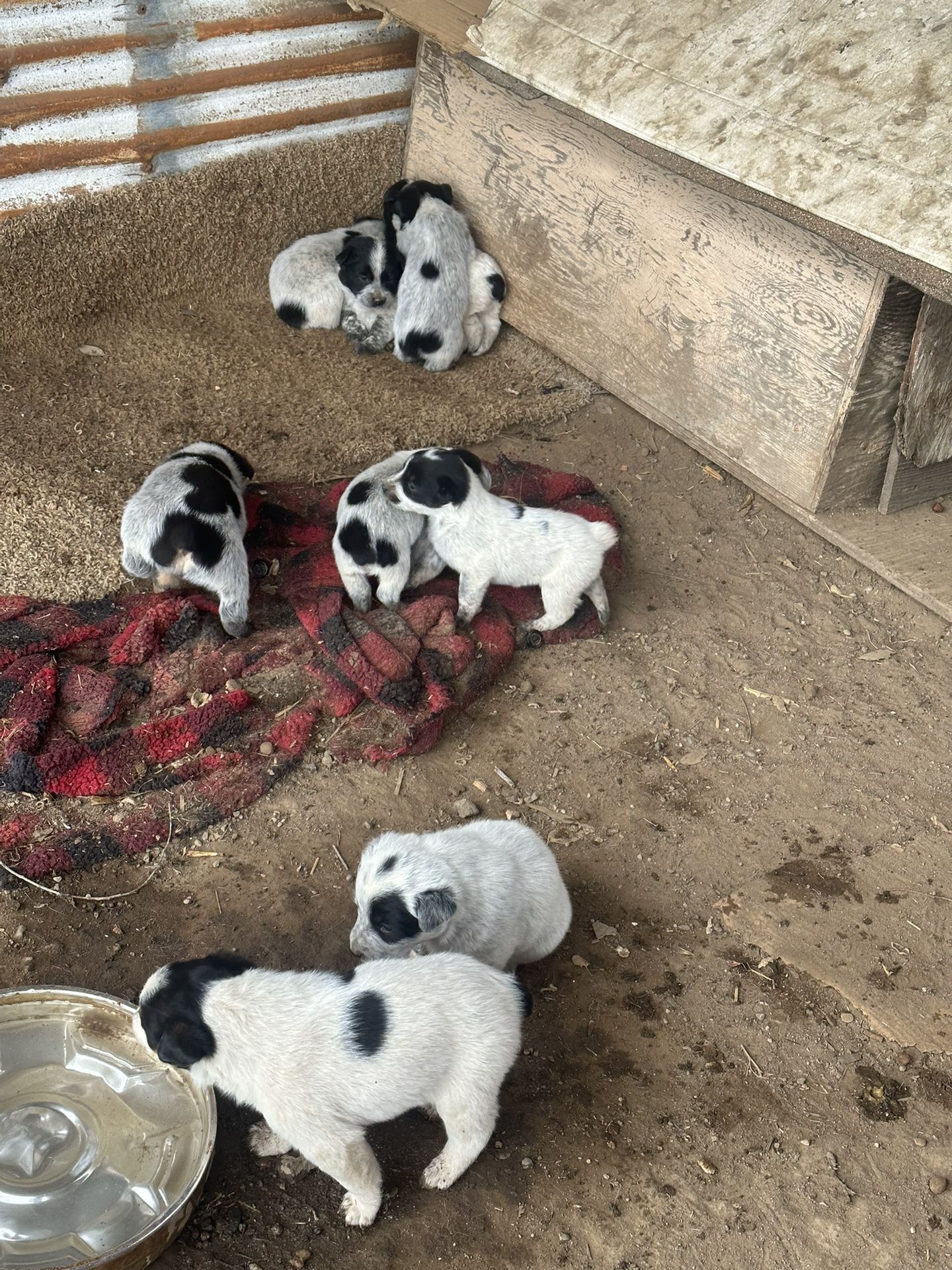 Perros Borregueros