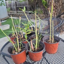 Live Lemon Grass & Galangal Plants