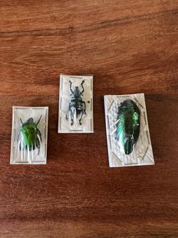 Set of 3 Beetles