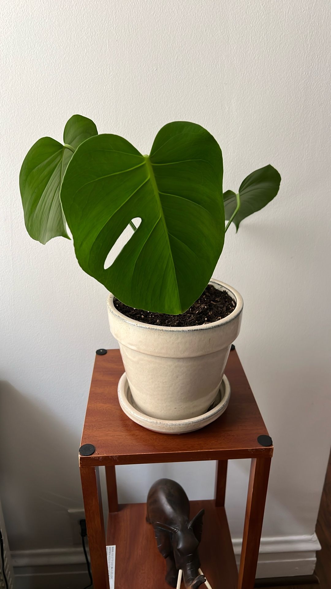Live Houseplant Monstera in 7” Ceramic Pot with Drainage Saucer Attached