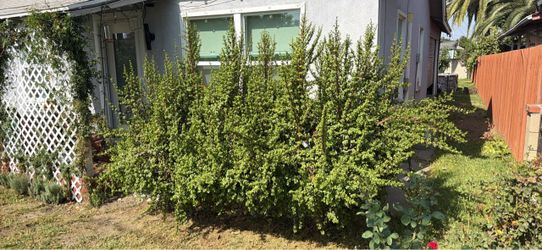 Free elephant bush