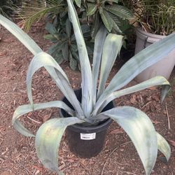 Giant Blue Agave / Fox Tail/ Aloe Vera 