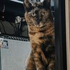The Cats Meow 
