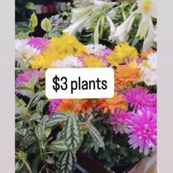 Plants Sale🌿🌿$3 each
