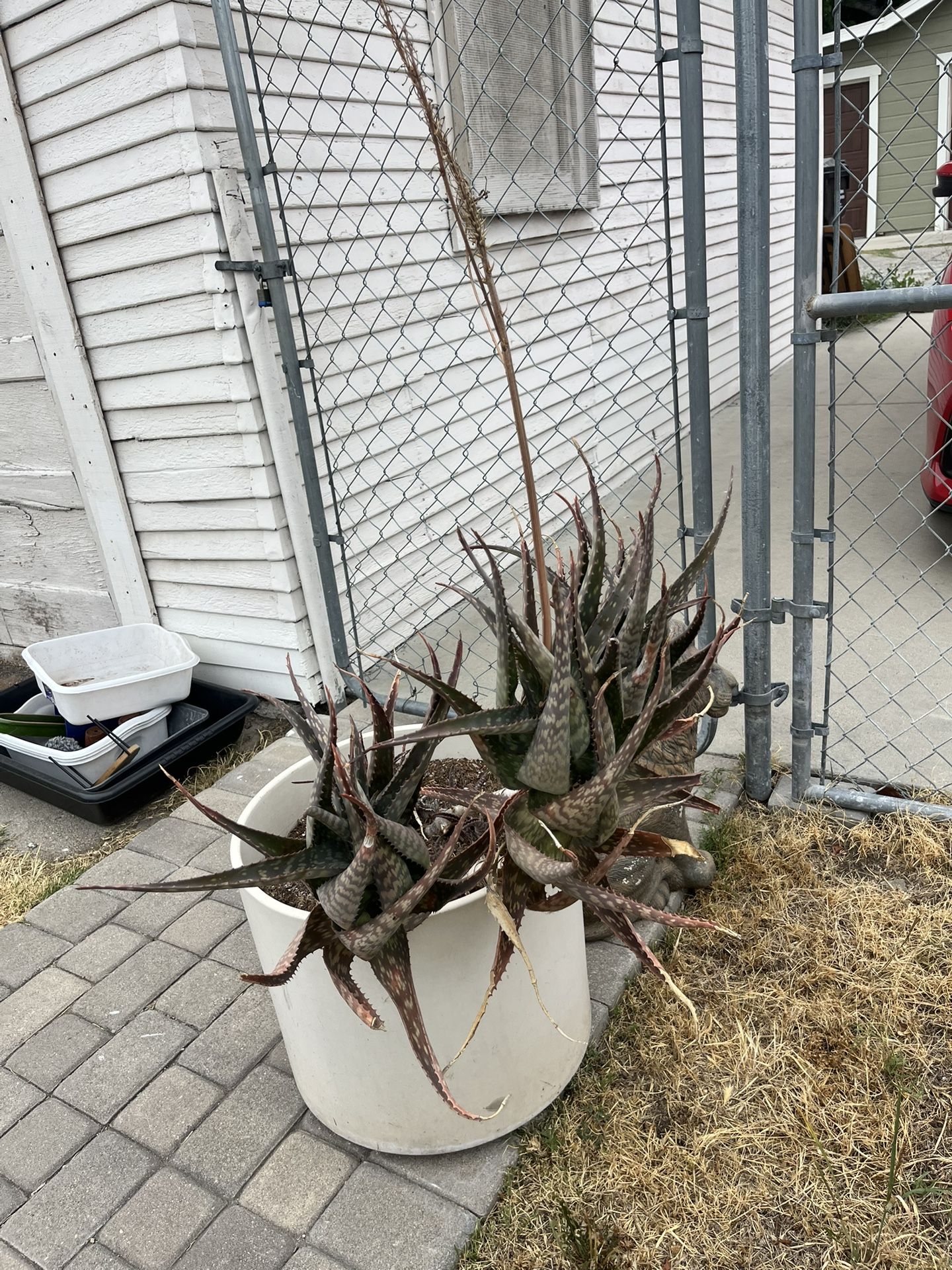 Free Succulent And Pots