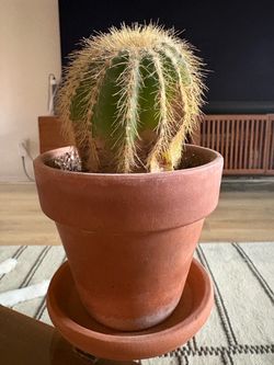 Ball cactus with terracotta pot and saucer