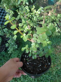 Arbolito de la abundancia