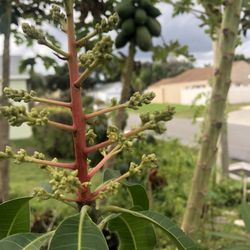 Julie Grafted Mango  Tree 3ft  to4fttall