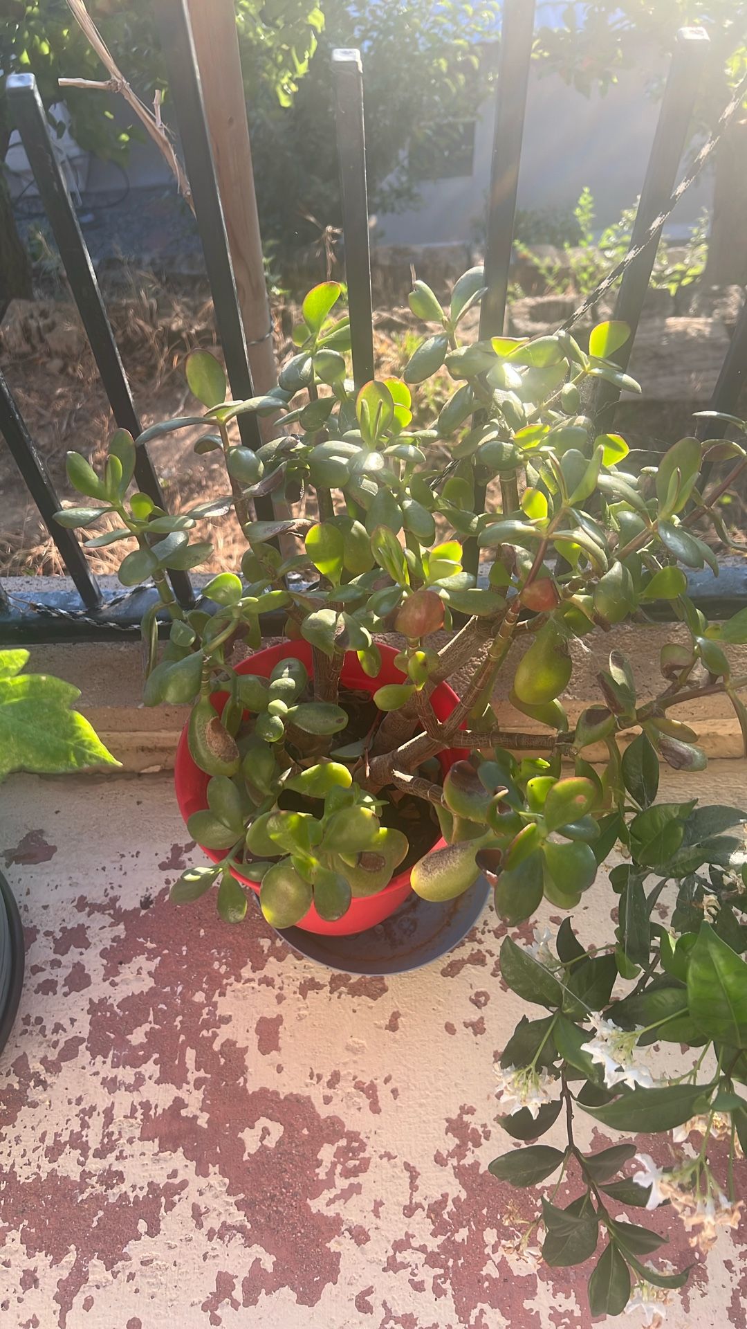 Succulent For Sal