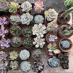 Weekend Plant Sale 