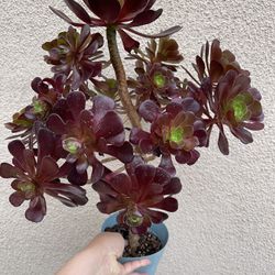 Beautiful Succulent Aeonium Plant 