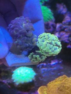 Coral Frag (fake)