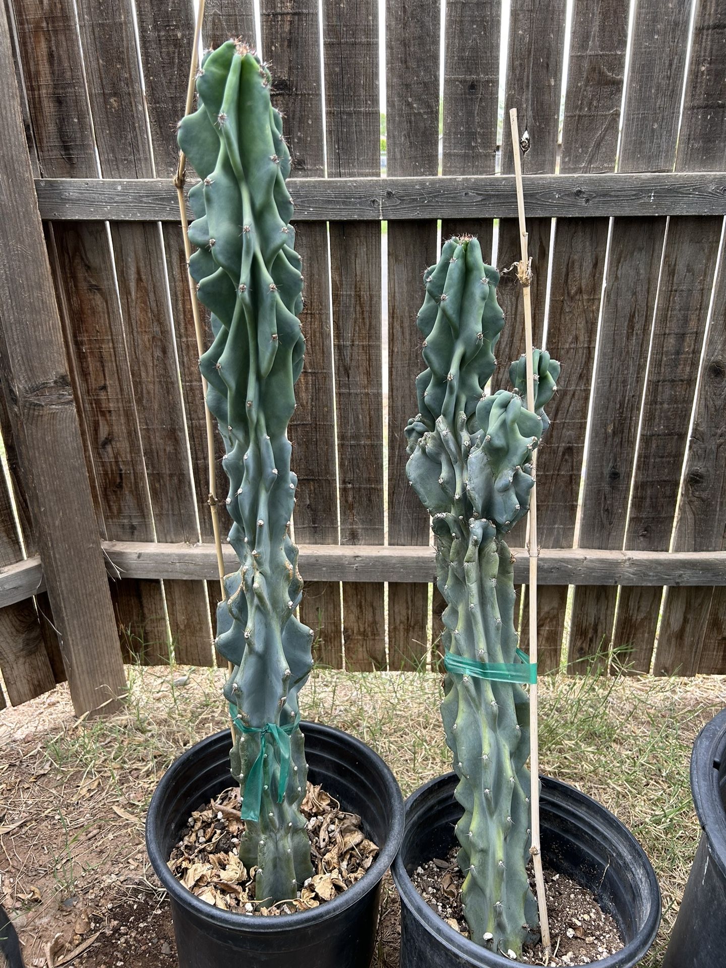 Large Night Blooming Cactus