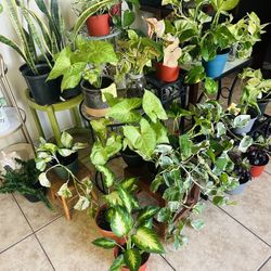 Plants For Sale 10 Each 