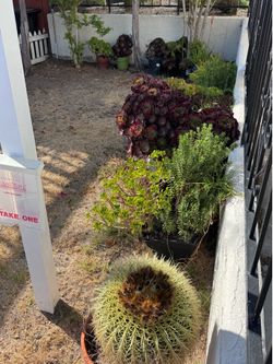 Various succulents
