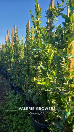 Ligustrum japonicum 'Texanum'