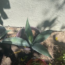 Agave Plant