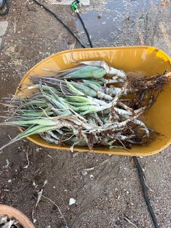Aloe Vera $2