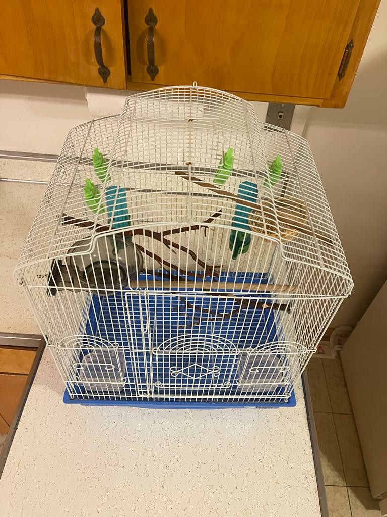 Cage For Bird