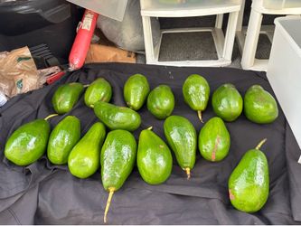 Avocados freshly picked a bit green but will ripe