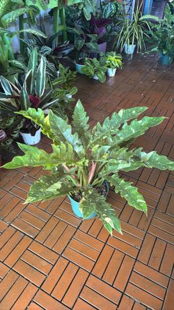 Ring of Fire Philodendron tropical houseplant 8” pot plant
