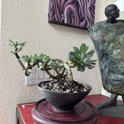 Succulents Bonsai