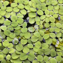 Floating Plants / Aquarium Plants