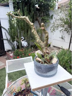Large lucky Jade plants (money tree)
