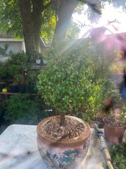 Jade
