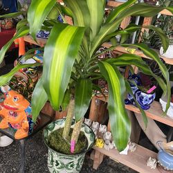 Talavera Pot With Plant Today Only $100